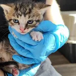 Kocurek poz. 24/556/K