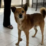 Nr: 430/2024 - Pies z Lubin