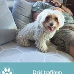 Znaleziono psa, Dąbrówka, 31 sierpnia 2024