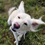 Regina (6010)-rezerwacja, Samica