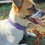 Gienia (6031)- rezerwacja, Samica