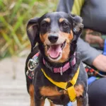 Paulinka 422/2024 REZERWACJA