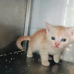 Podbiałek rezerwacja