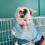 Nr: 434/2024 - Kot z Żarów