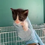 Nr: 438/2024 - Kot z Żarów