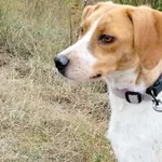 Gabi (5997)-rezerwacja, Samica