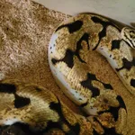 Znaleziono zwierzę, Lublin, 8 września 2024