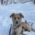 Znaleziono psa, Sosnowiec, 6 września 2024