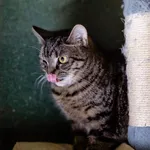 Kot do adopcji, Częstochowa, 2 lipca 2024