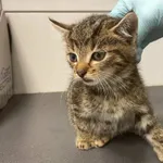 Nr: 450/2024 - Kot z Świdnica Miasto