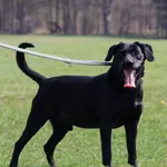 Pies do adopcji, Grudziądz, 4 sierpnia 2024