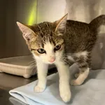 4556/124/24- data przyjęcia - 11.09.2024