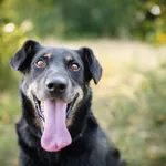 Czarek - psi anioł szuka domu na zawsze!