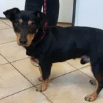 Nr: 451/2024 - Pies z Walim