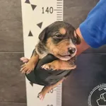 Imię: Przyjęty: 2024-08-06 Płeć: Pies Opis: mieszaniec, tricolor Wiek: ok. 3 tyg.