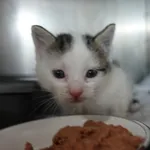 KOTEK Z INTERWENCJI 14.09.2024.