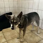 Nr: 466/2024 - Pies z Fundacja Mam Pomysł