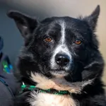 Pies do adopcji, Racławice, 17 września 2024