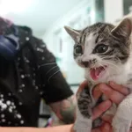 KOTKA ZNALEZIONA 16.09.2024.