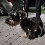 Nr: 467/2024 - Pies z Świebodzice Miasto