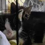 Kocurek poz. 24/609/K