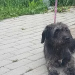 Nr: 473/2024 - Pies z Lubin