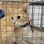 Kocurek poz. 24/615/K