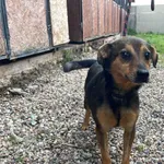 Nr: 476/2024 - Pies z Fundacja Mam Pomysł