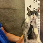 Imię: Przyjęty: 2024-09-04 Płeć: Kocur Opis: europejska, szaro-białe Wiek: ok. 6 lat