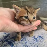 Przyjęty: 2024-09-20 Gmina: Inne Płeć: Kocur Opis: europejska, bure