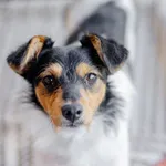 Młodziutki szorściak Żuczek szuka domu!