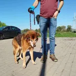 Nr: 482/2024 - Pies z Walim