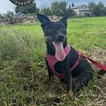 Chaps z Przytuliska w Wolsztynie szuka domu :) Początkowo myśleliśmy, że Chaps będzie temperamentnym osobnikiem, okresowo wystawiającym ząbki. Nic takiego się jednak nie stało. Chaps to małego rozmiar