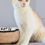 Kot do adopcji, Piła, 20 lipca 2024