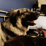 Zaginęły 2 psy - okolice Solca Kujawskiego