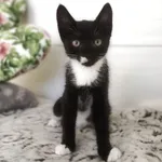 Mona - 12 tygodniowa koteczka szuka domu!