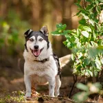 Niskopodłogowy Misio, łagodny, przyjazny psiak!