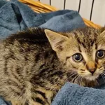 Kocurek poz. 24/632/K