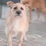 Pies do adopcji, Tatary, 7 maja 2021