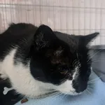 Brzoskwinka 564/2024