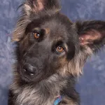 NADIA /W PROCESIE ADOPCYJNYM OD 29.09.2024/