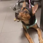 Pies odnaleziony w dniu 25.09.2024 r. przy ul. Toruńskiej.