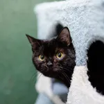 Kot do adopcji, Częstochowa, 2 lipca 2024