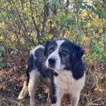 Masza - dostojna, spokojna suczka do pokochania!