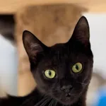 Kot do adopcji, Piła, 21 sierpnia 2024