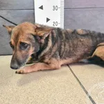 Przyjęty: 2024-09-30 Gmina: Babice Płeć: Pies Opis: mieszaniec, brązowe podpalane