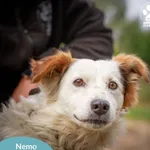 Nemo