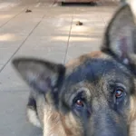 PIES Z INTERWENCJI DNIA 30.09.2024