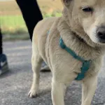 Henio (6036), Samiec