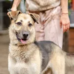 Młodziutka Lala, wesoła, niekonfliktowa sunia!